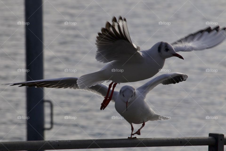 Close-up of seagulls