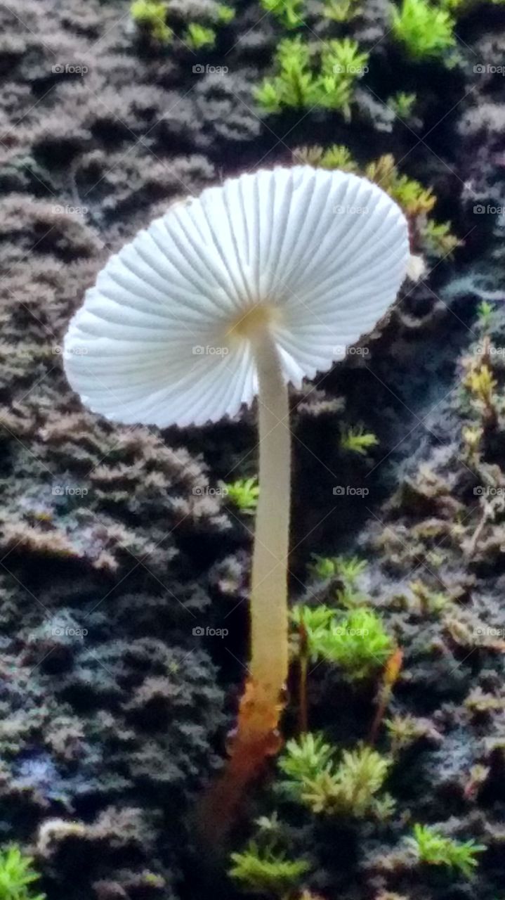 mushroom