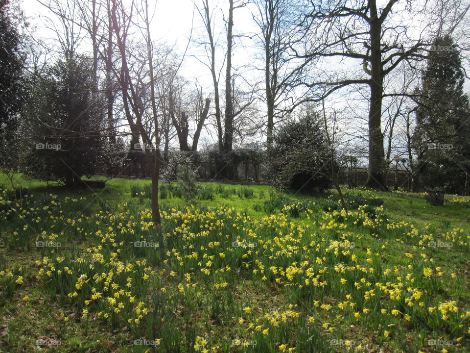 Landscape, Tree, Flower, Environment, Nature