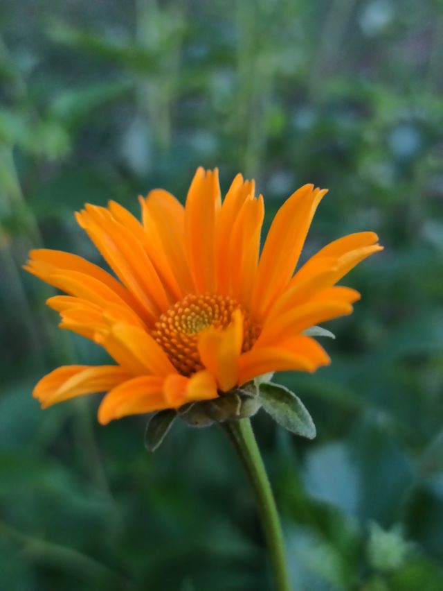 Flower.