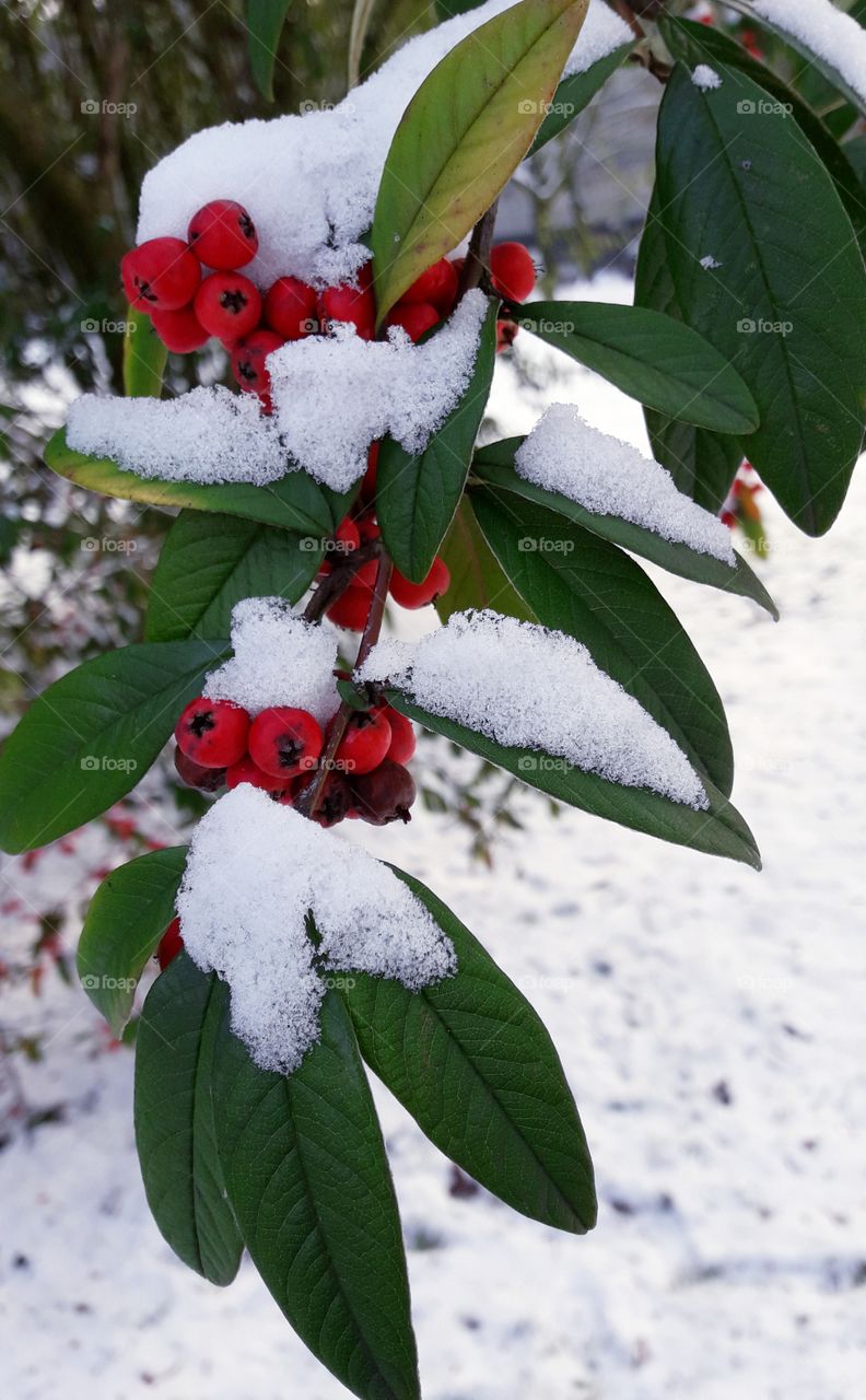 snowy berries