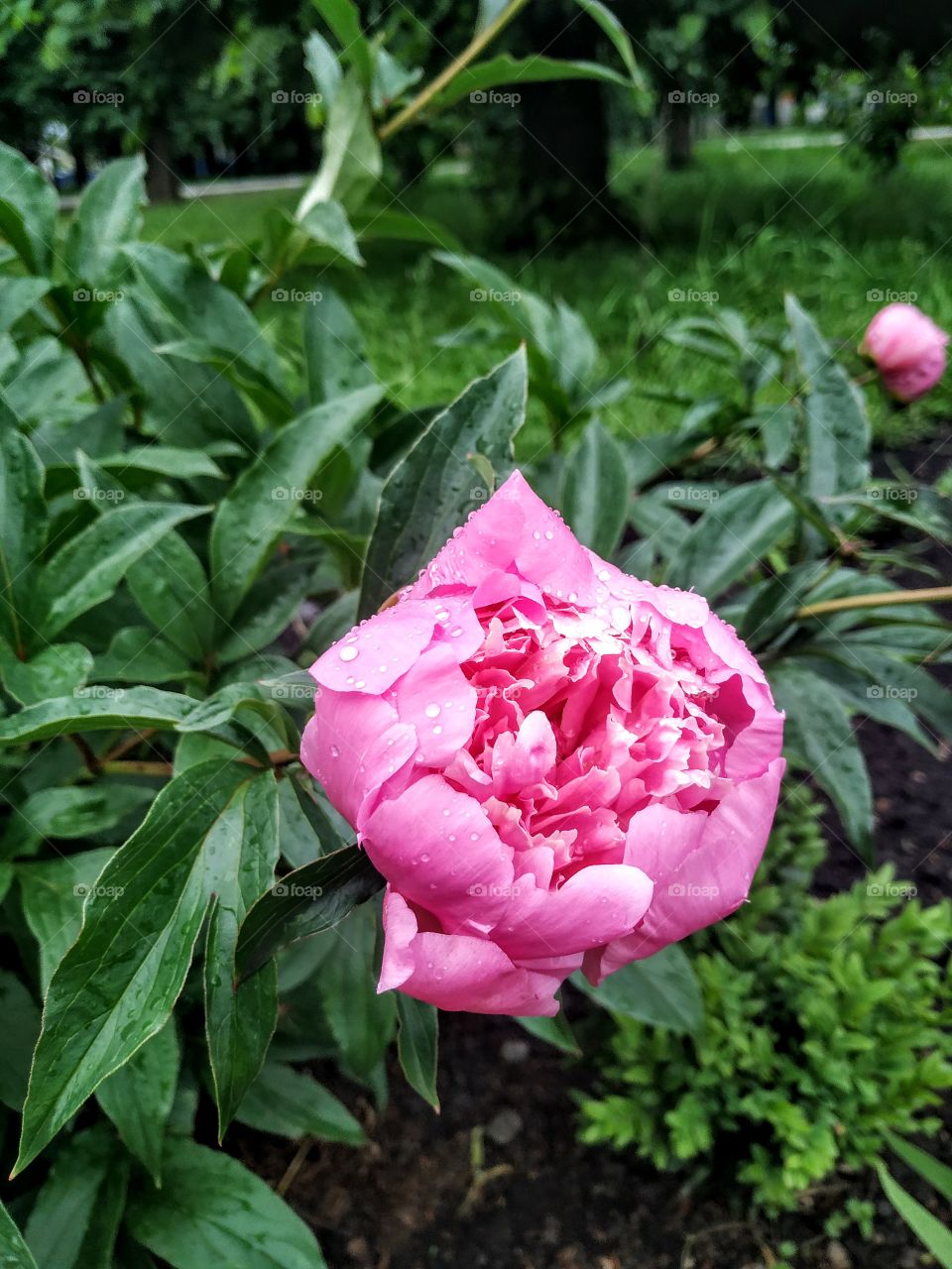 Dew on the tender pink peony