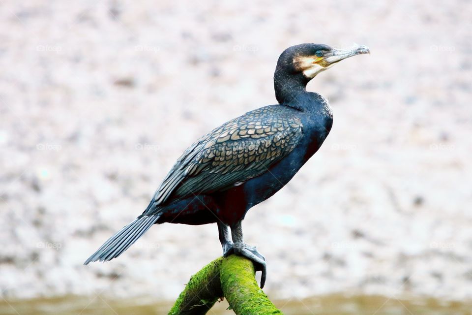 Cormorant