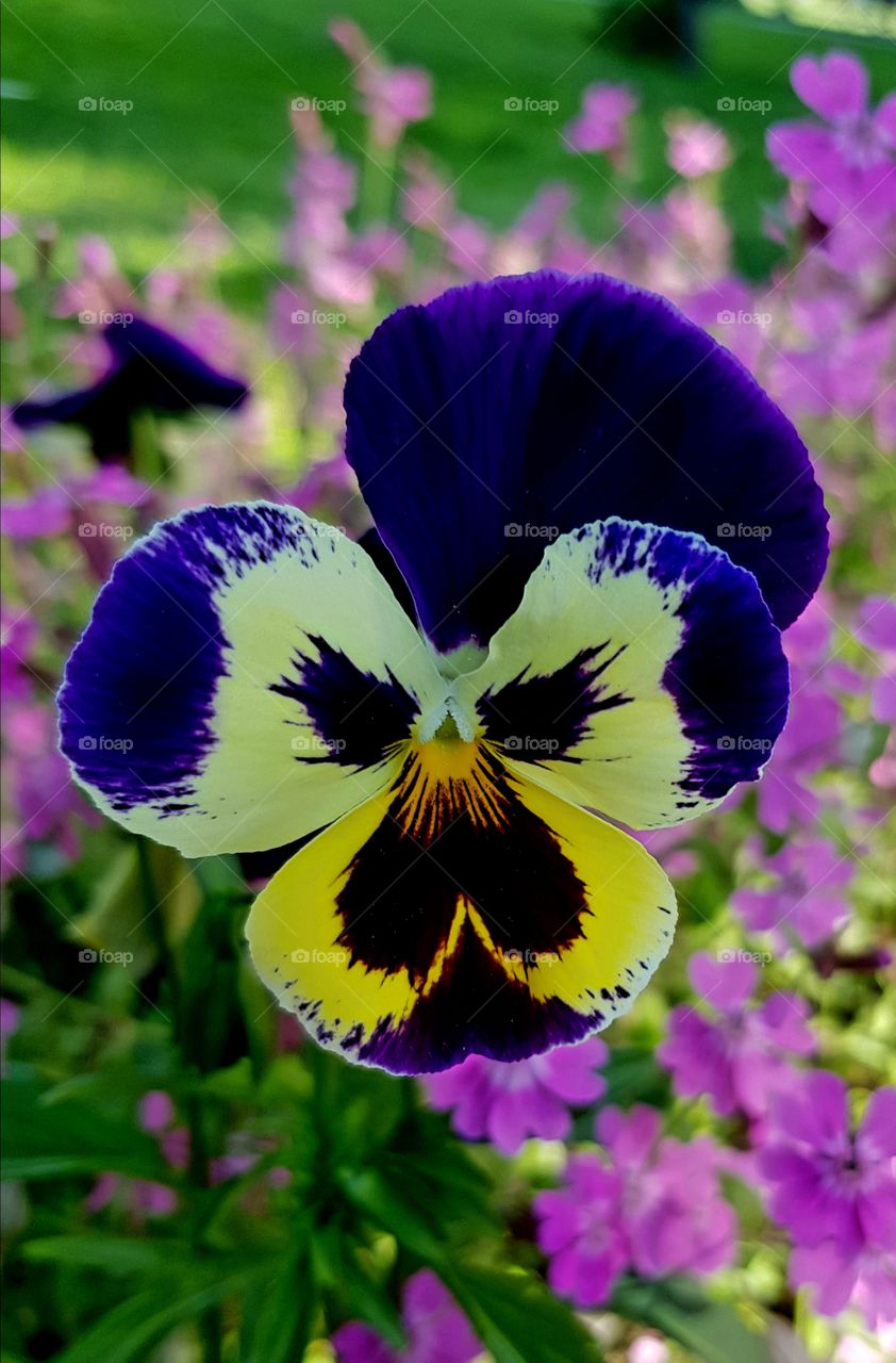 genus viola