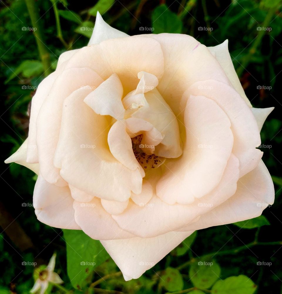 🌹 🇺🇸 Very beautiful flowers to brighten our day.  Live nature and its beauty. Did you like the delicate petals? / 🇧🇷 Flores muito bonitas para alegrar nosso dia. Viva a natureza e sua beleza. Gostaram das pétalas delicadas? 