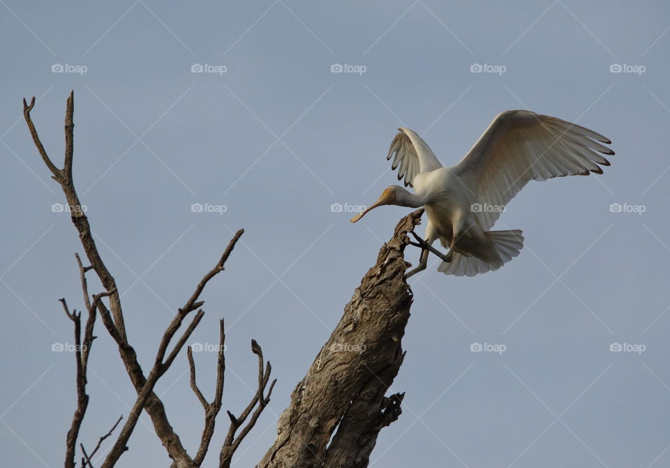 Yellow billed Spoonbill landing in a tree