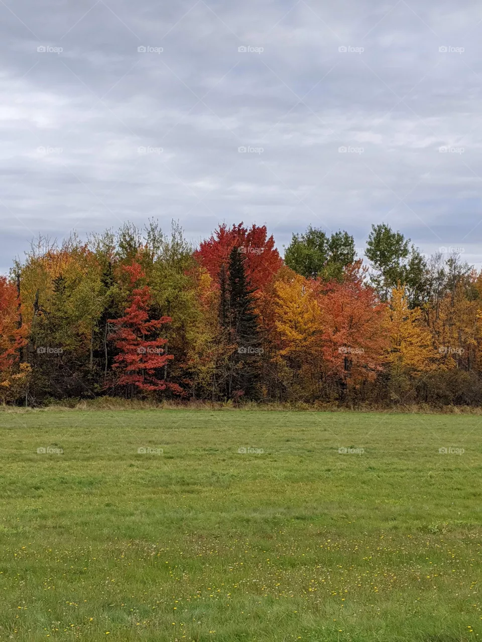 Colors of fall