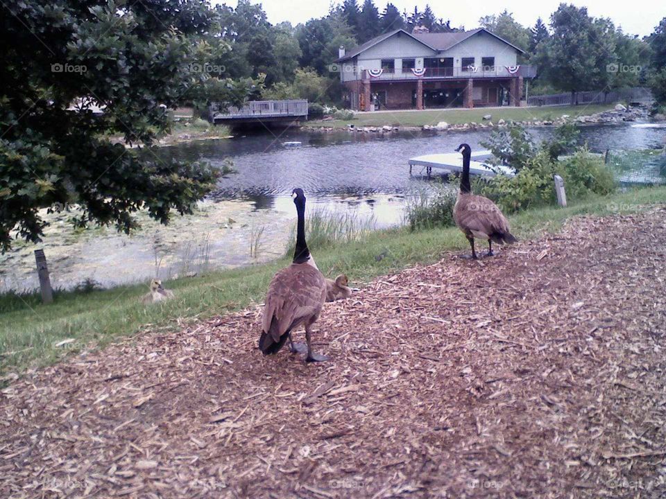 geese