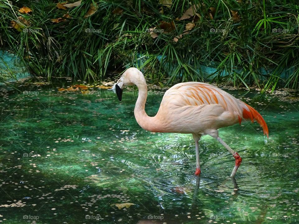 Flamingo