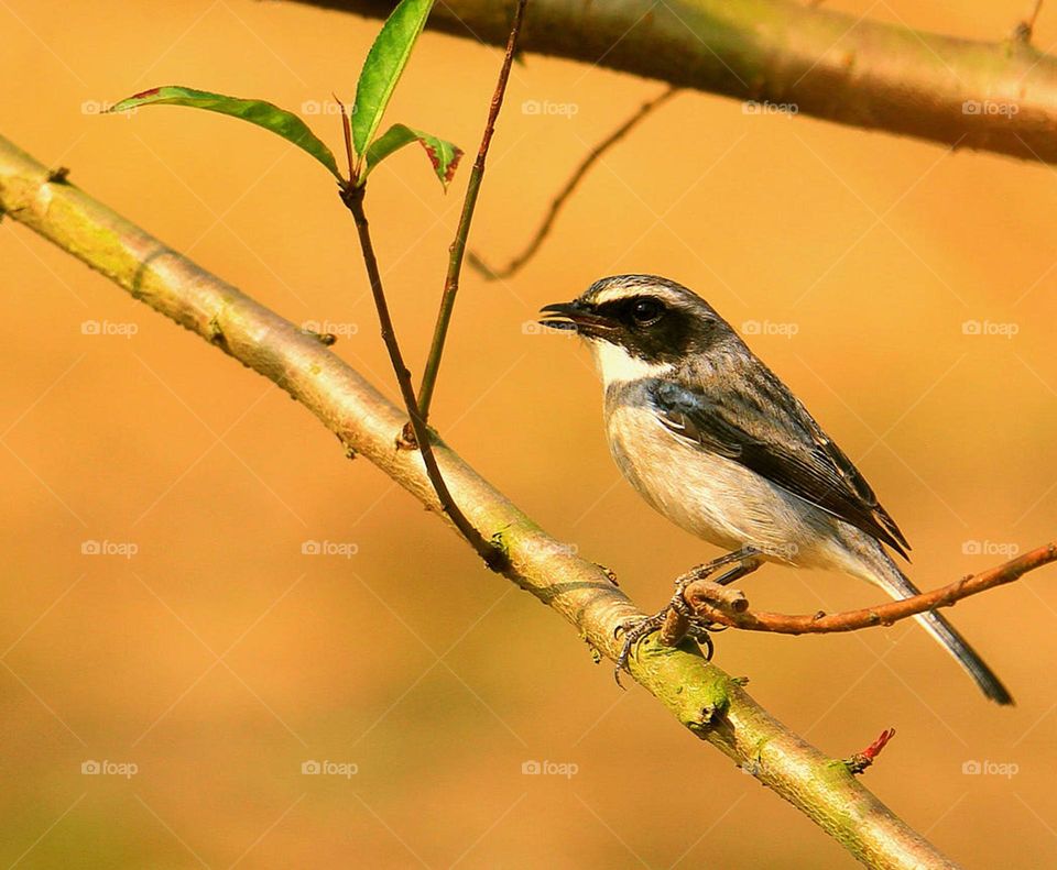 Vietnam wildlife  Pictures