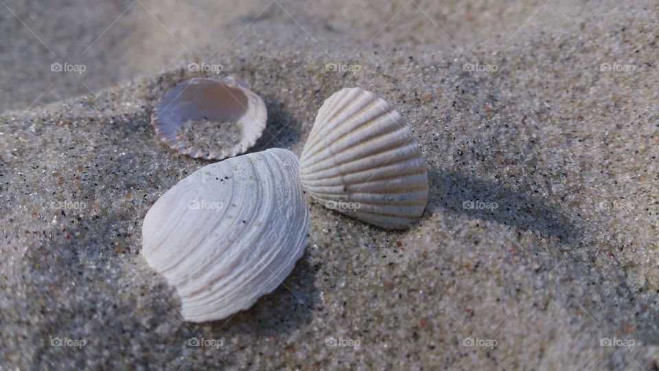 Sea shell