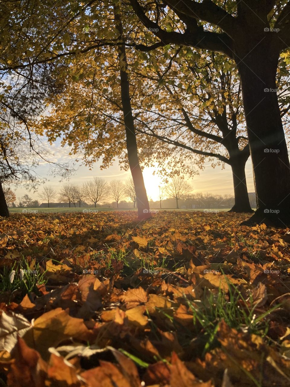 A beautiful golden autumnal run