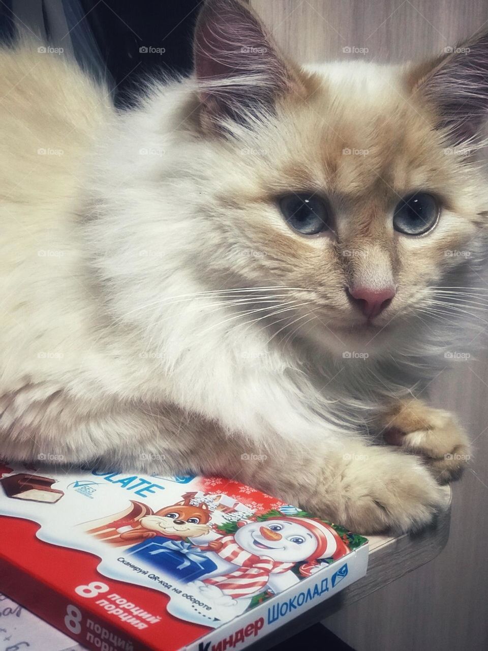 Kinder cat