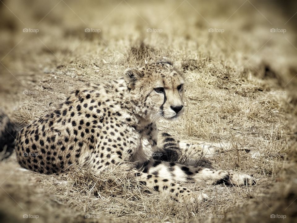 Cheetah