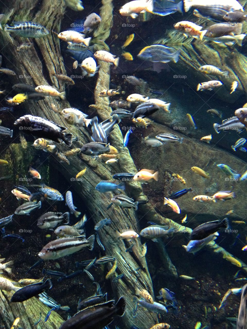 Cichlids . School of small Amazonian cichlids 