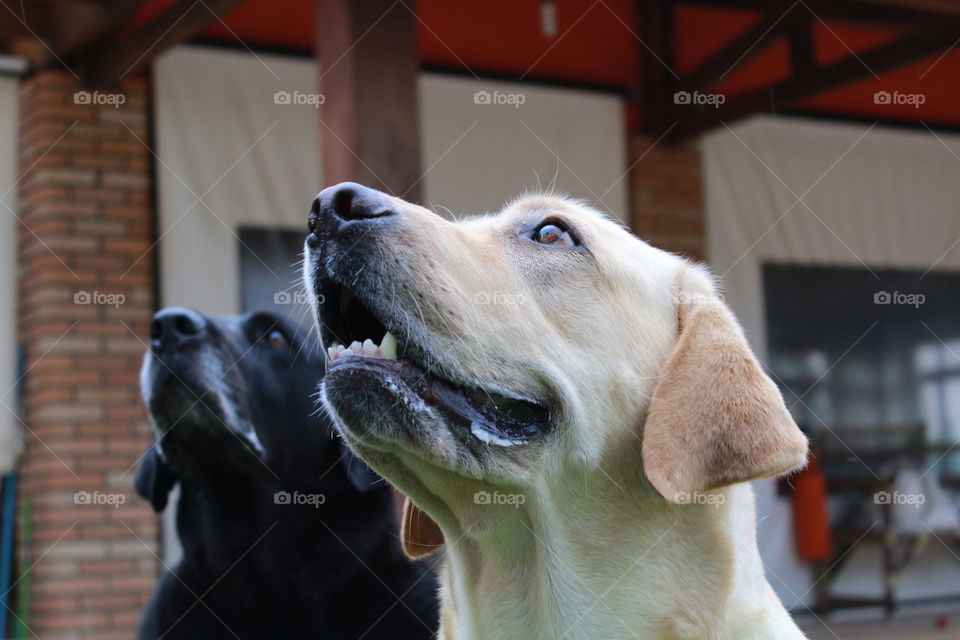 Close-up of dogs looking up