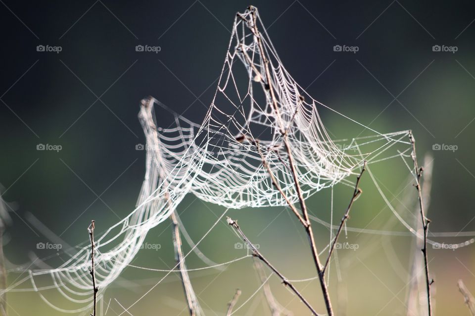 Spider web design 