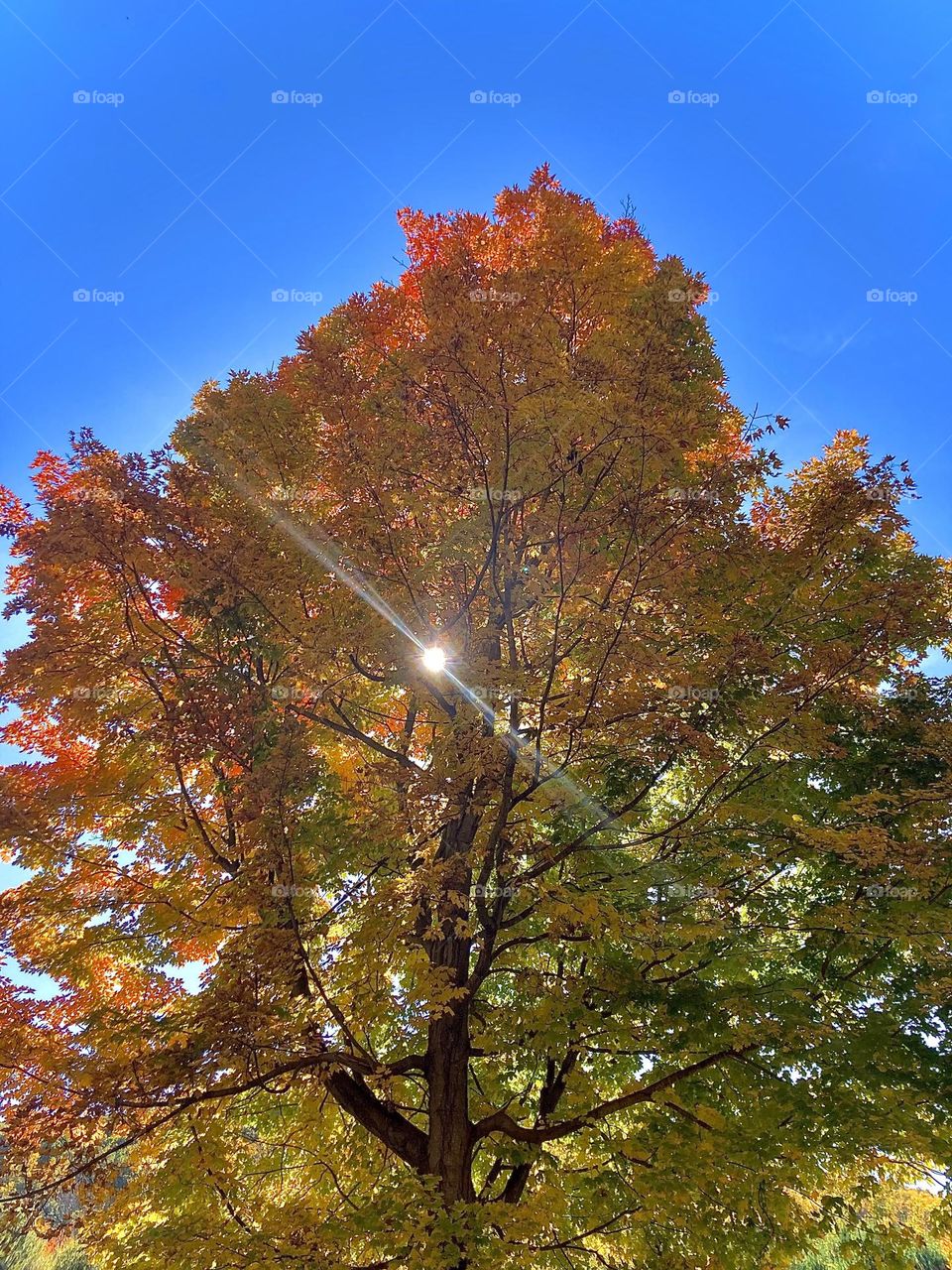 Sun leaf peeping through 