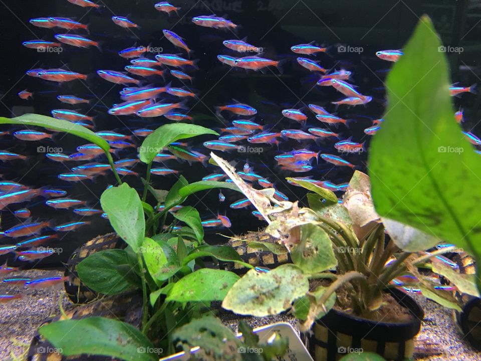 Wonderful fishes on aquarium 