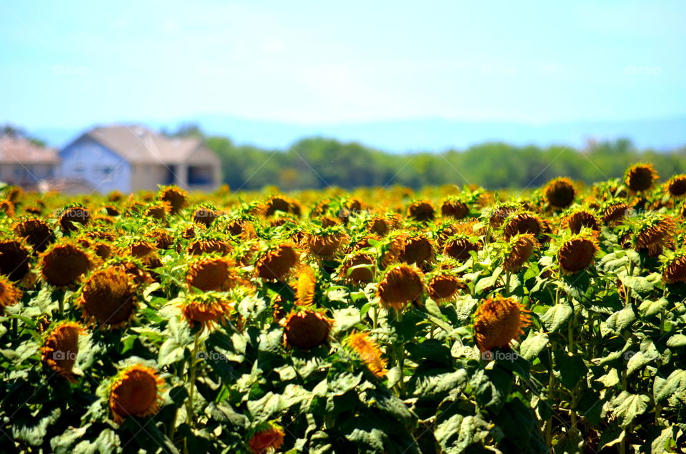 Sunflower Fields 🌻