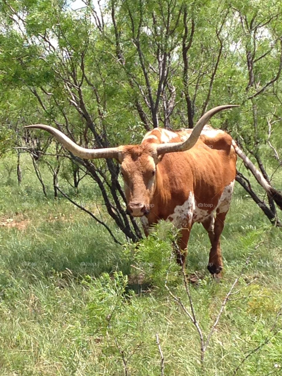 Look at those horns. Longhorn Cow