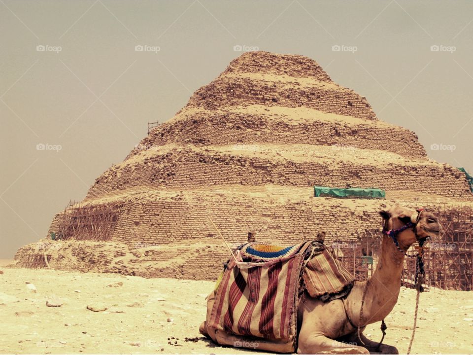 Camel in front of pyramid in egypt