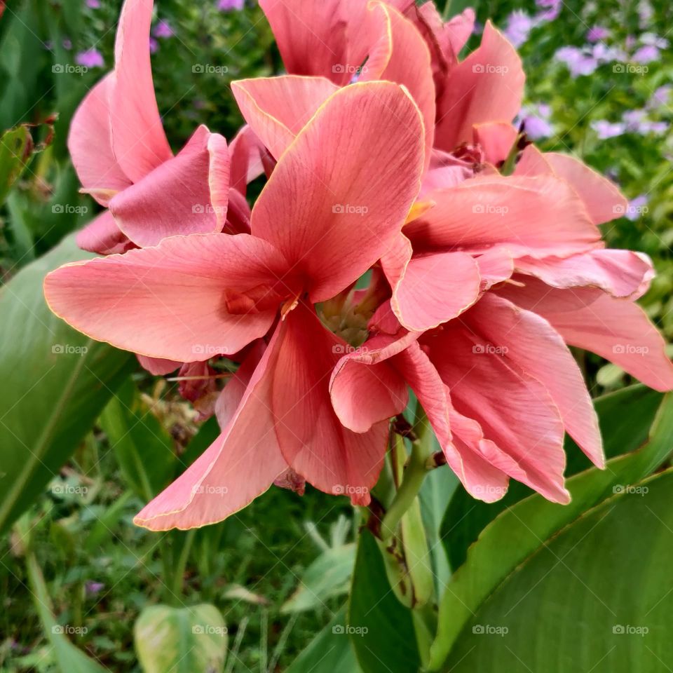 Canna indica is a long-lived (perennial) herbaceous plant, 90-180 cm tall.

The upright (erect) stems (1-2 m tall) are sturdy, hairless (glabrous) and green in colour. The alternatively arranged leaves consist of a stem-clasping sheath at the base an
