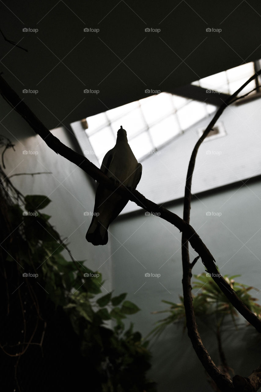 Silhouette of a dove bird from below with natural light coming in through a window from above