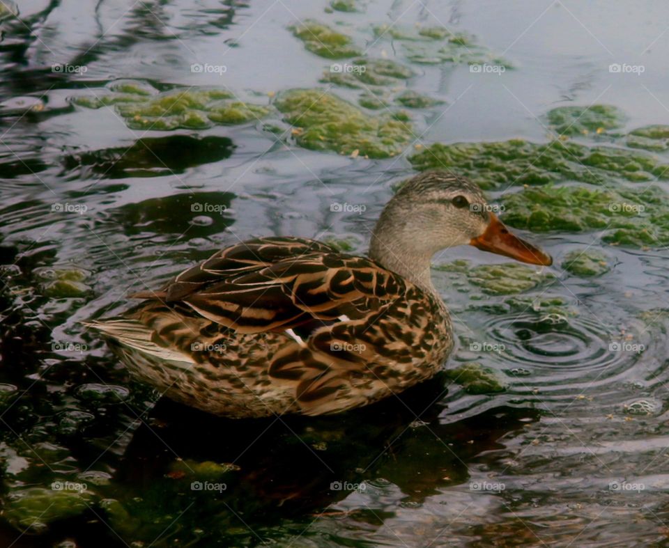 Mallard Duck Feeding on Algae