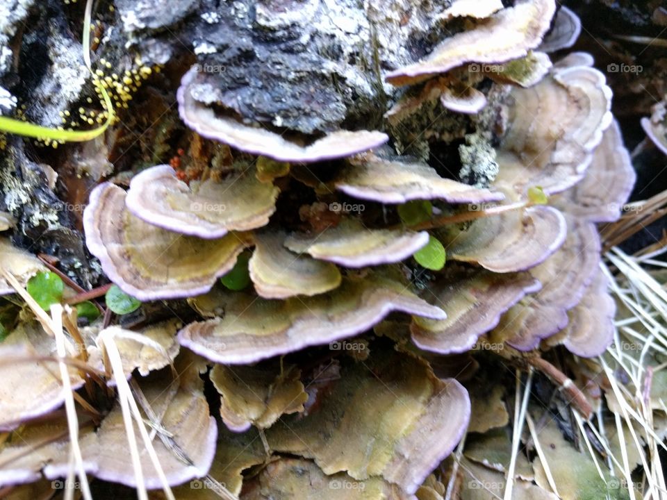 pink edged fungus
