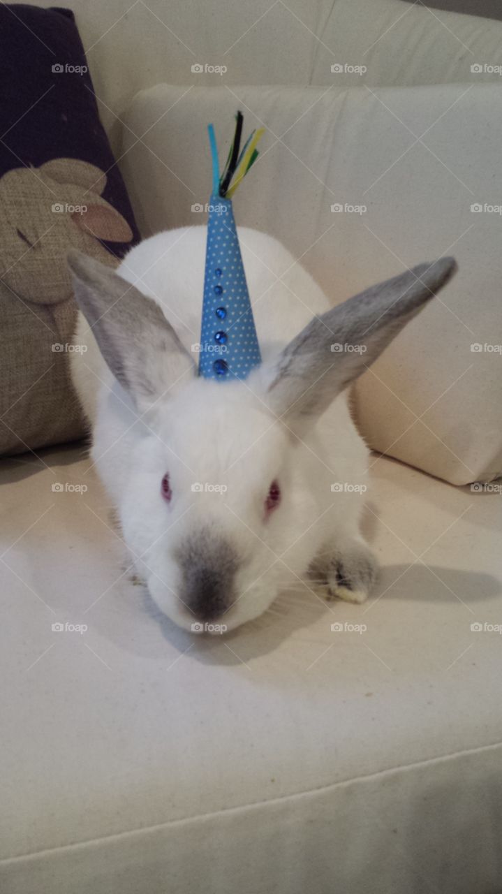 pippy's first birthday