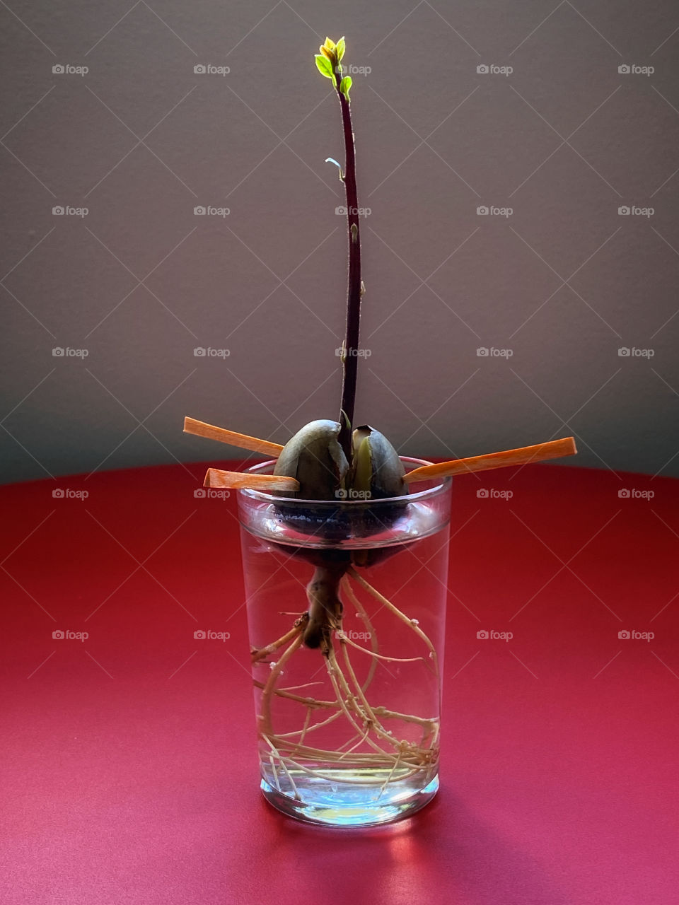 Avocado seedling sprouting its first leaves