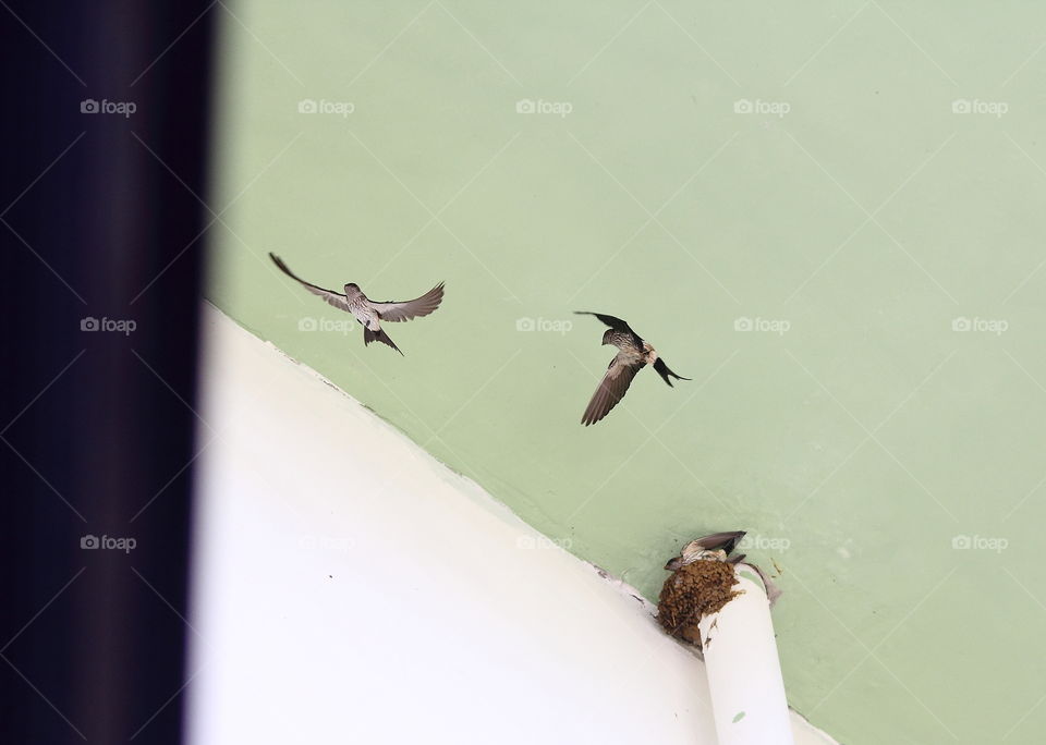 Striated swallow. Small grouping bird of swallow interest at the site building for keep their territorial. As their marking on with their nest. They got for change of time to site. for tryng the nest to a reason.