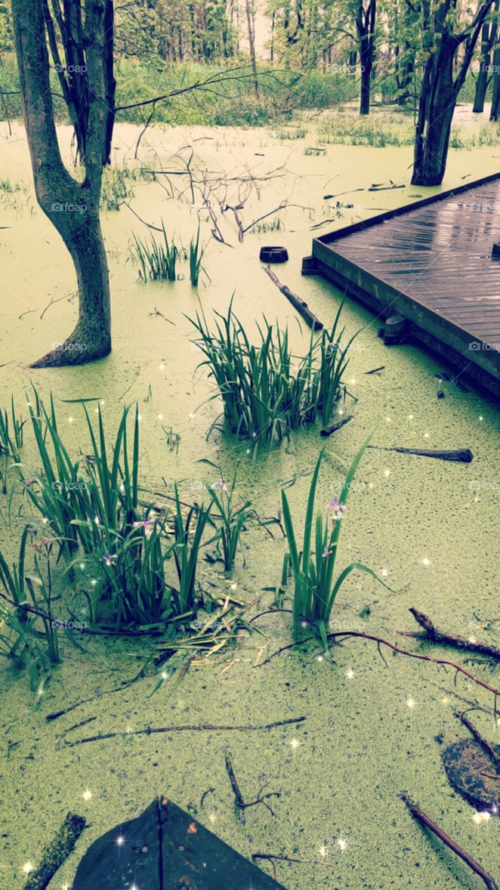 Flowers growing out of water