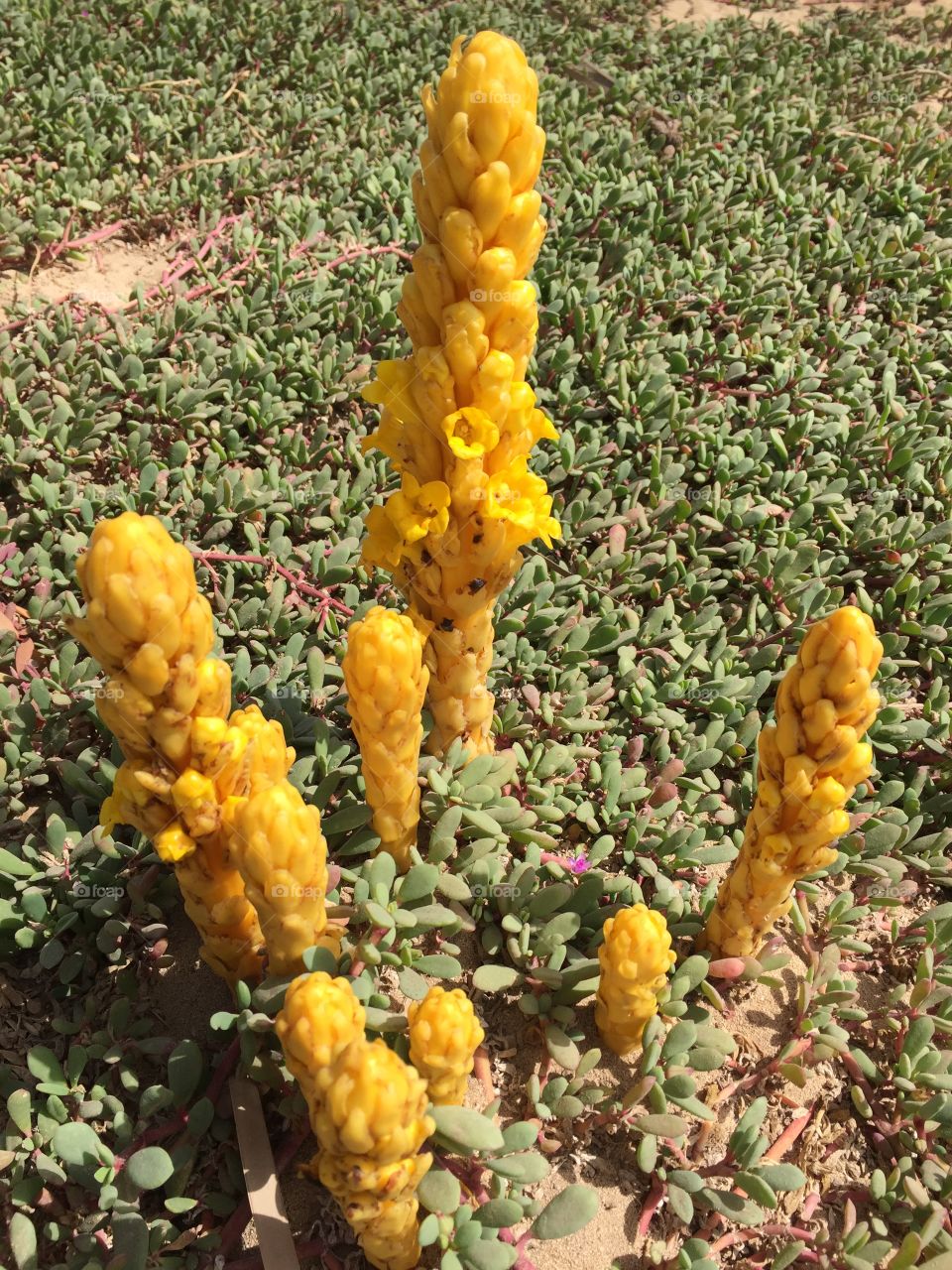 Flowers in Cape Verde