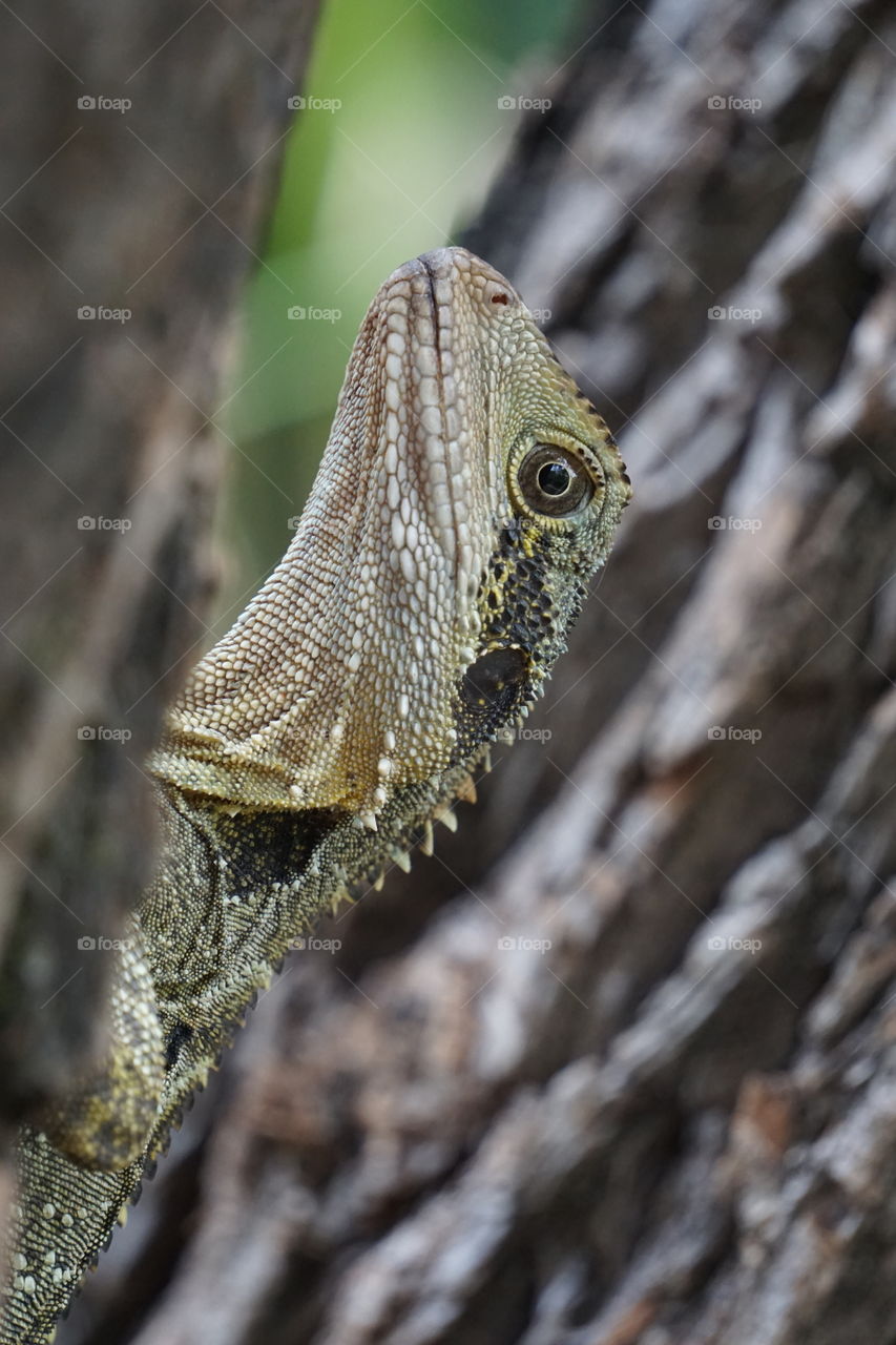 Frillneck lizard