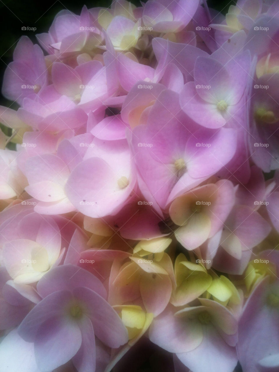 PINK HYDRANGEA PETALS