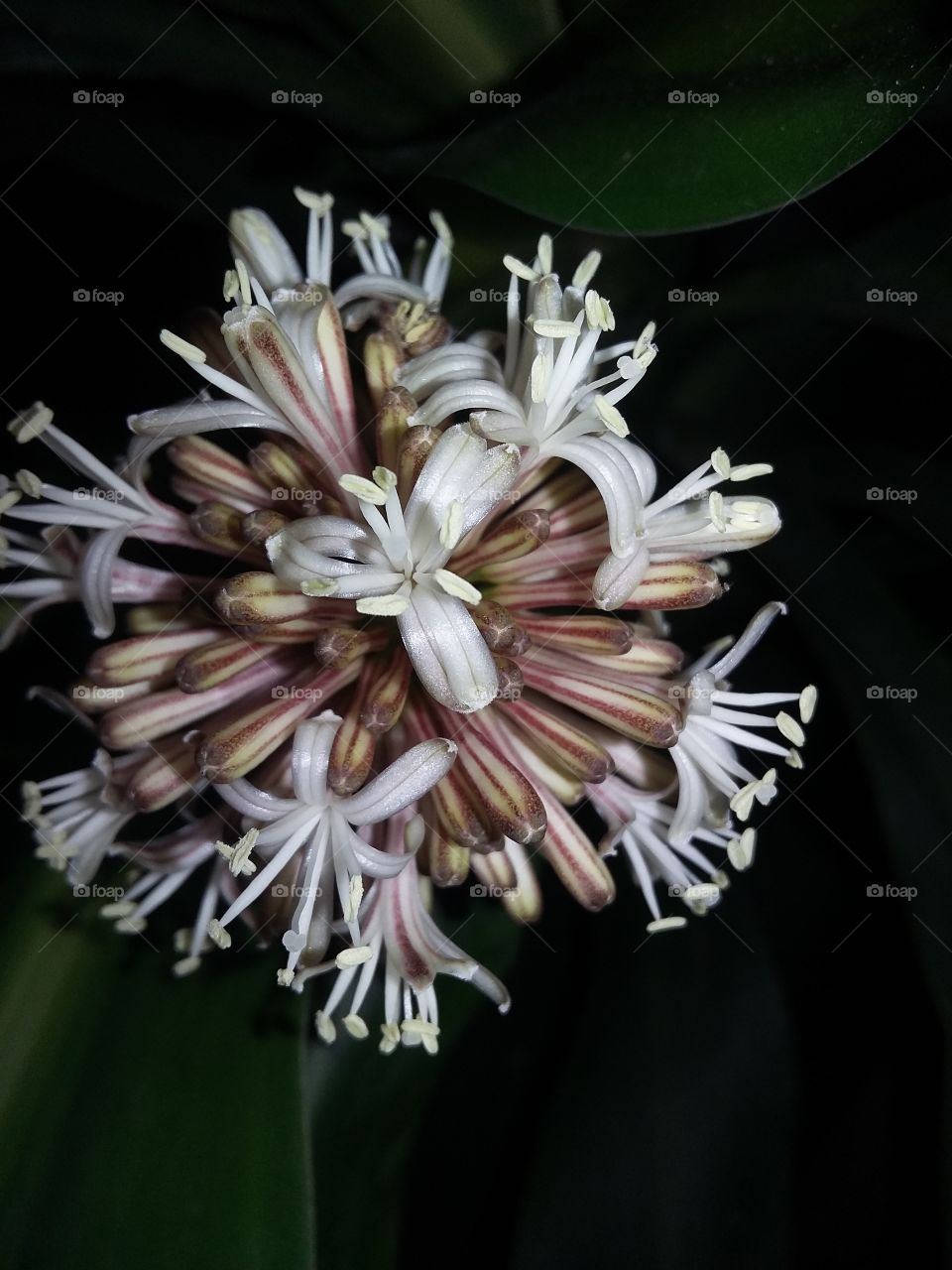 Close Up of a Dracenea Flower