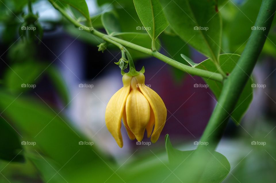 Champa Flower