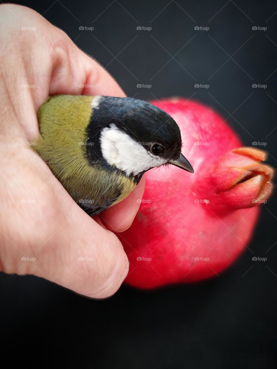 A titmouse in the hand next to a granate. The similarity in the profile of the beak of a titmouse and the "calyx" of granite