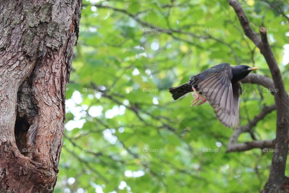 Momma bird leaving nest 