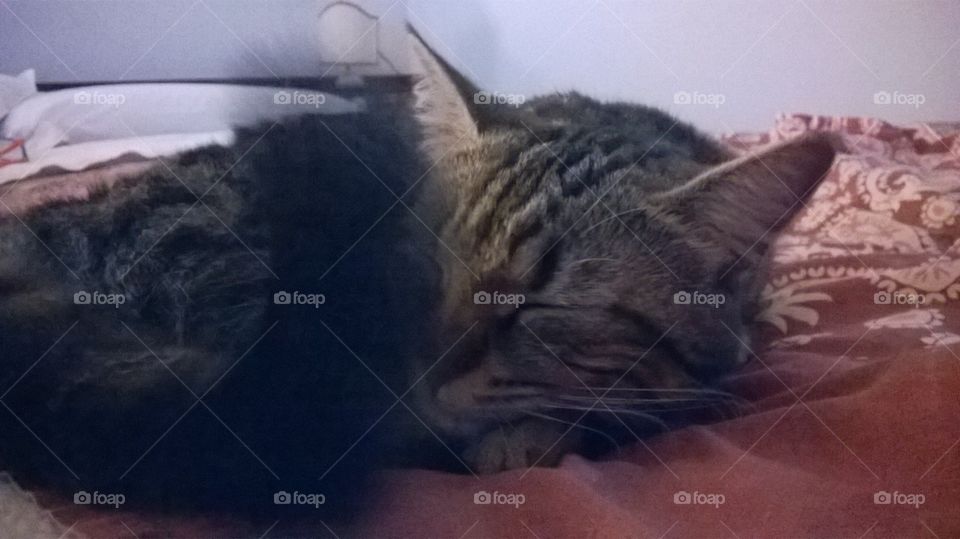 I wag my tail like a dog but I'm asleep cat