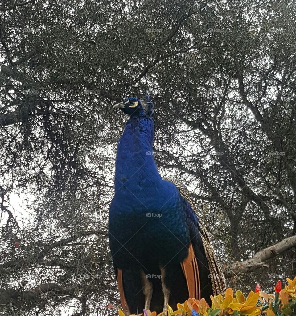 Peacock