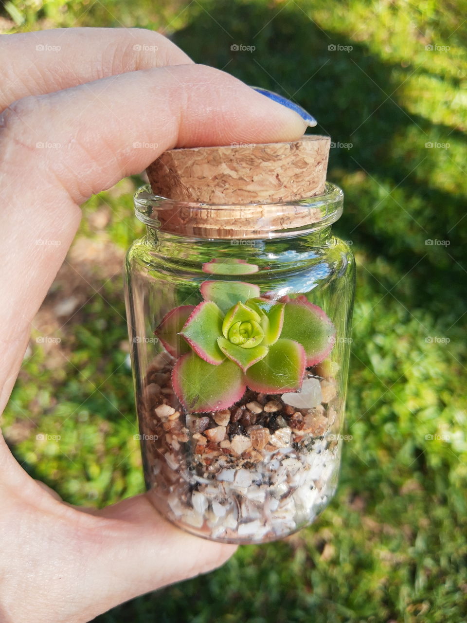 small plant arrangment