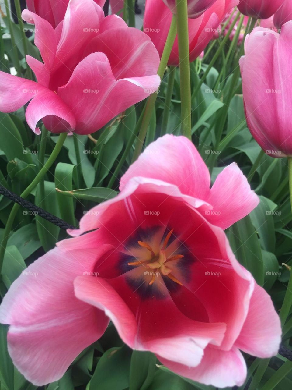 Tulips