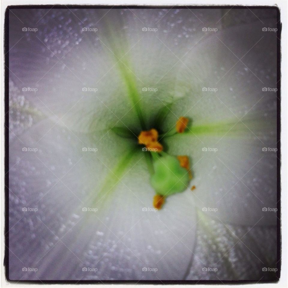 Lilyflower