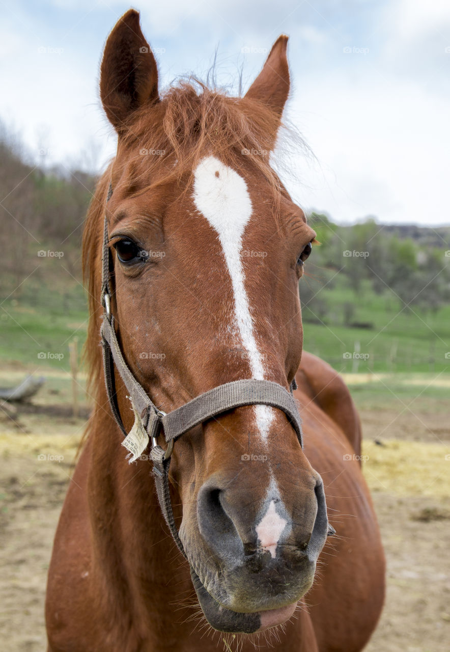 Horse portrait 