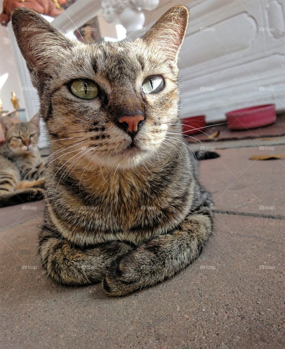 Beautiful calm cat