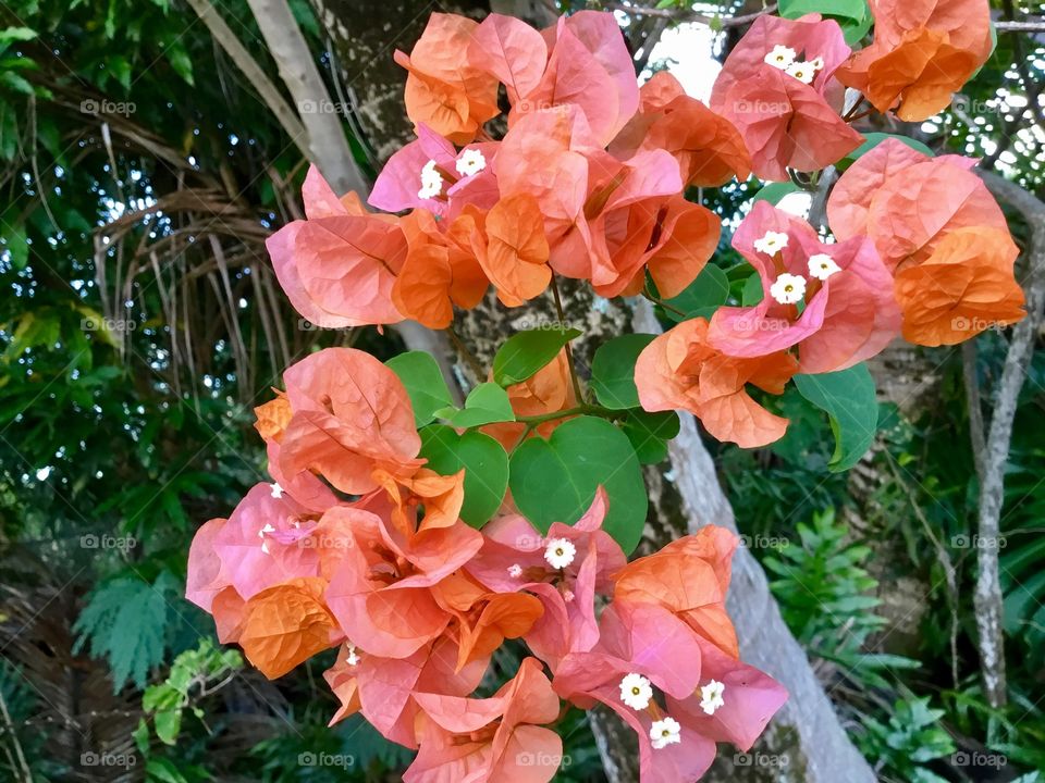 Common Hawaiian flora - Bougainvillea. 