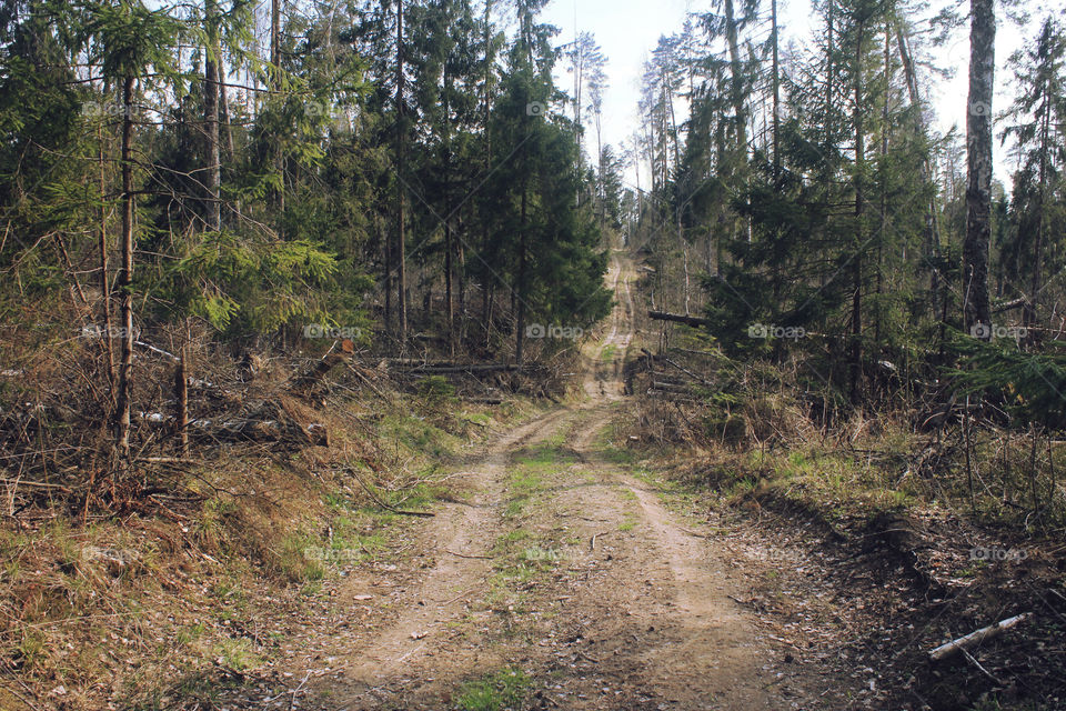 Forest path